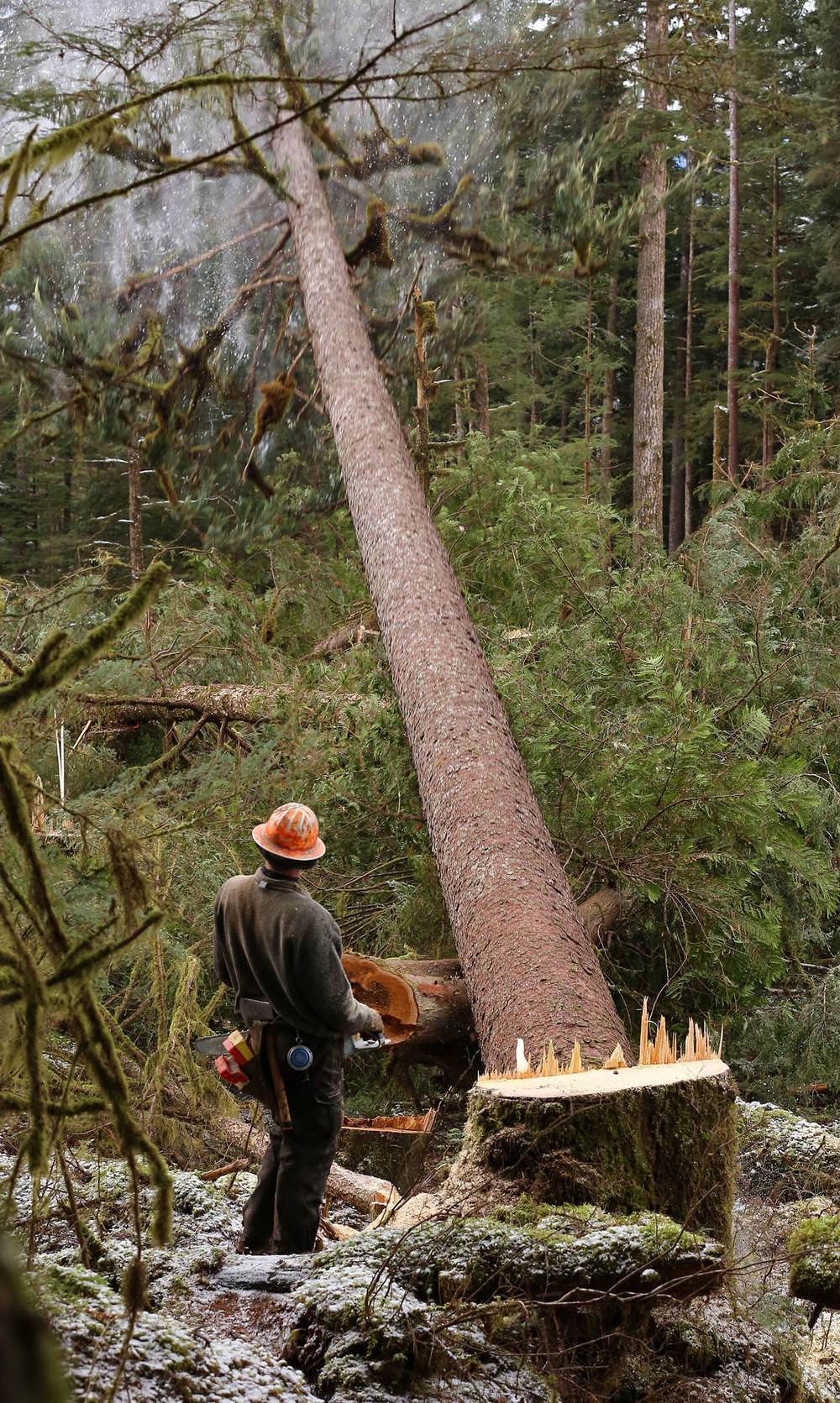 Solo felling with a 5 to 1 on the rope. BBW (big black walnut) : r/arborists